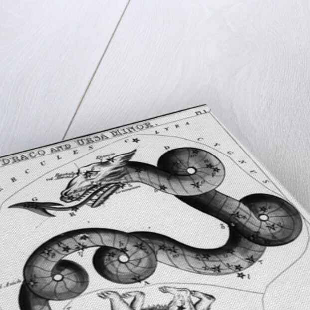 Constellations;Little Bear;Dragon;Engr by Anonymous