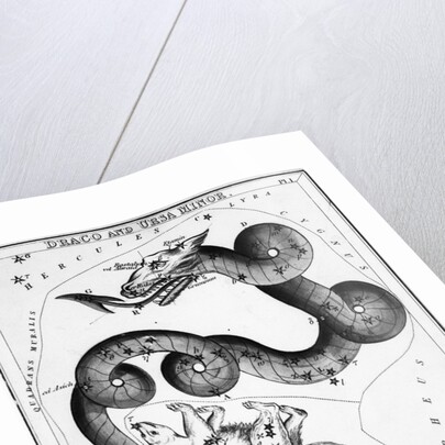 Constellations;Little Bear;Dragon;Engr by Anonymous