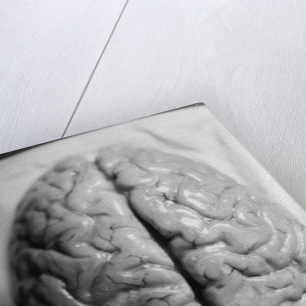 The Human Brain by Anonymous