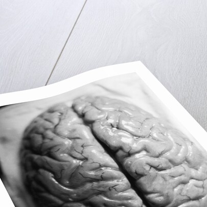 The Human Brain by Anonymous