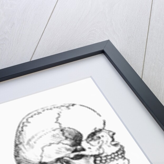 Vesalius' Engraving Of 6 Human Skulls by Anonymous