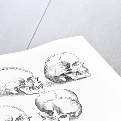 Vesalius' Engraving Of 6 Human Skulls by Anonymous