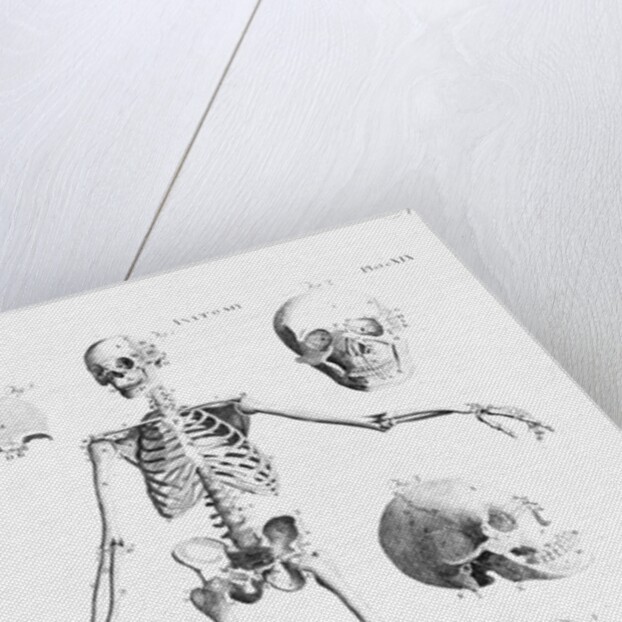Full-Figure Skeleton Illus. W/Skulls by Anonymous