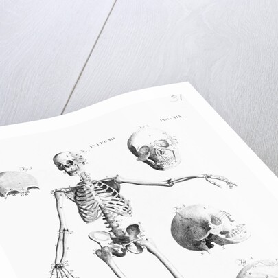 Full-Figure Skeleton Illus. W/Skulls by Anonymous