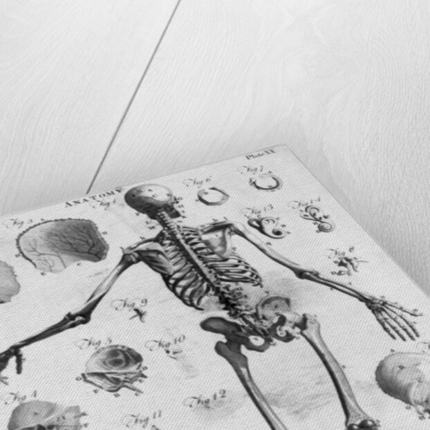 Anatomy:The Human Skeleton Frame by Anonymous