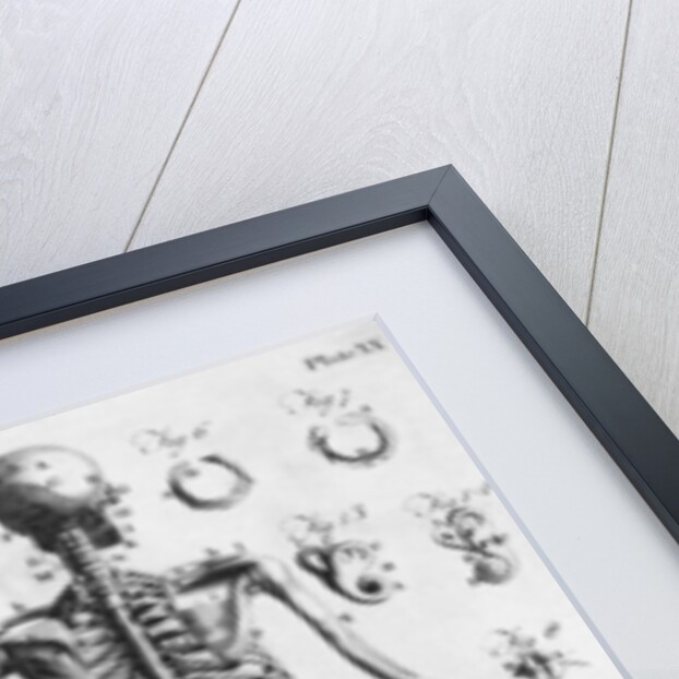 Anatomy:The Human Skeleton Frame by Anonymous