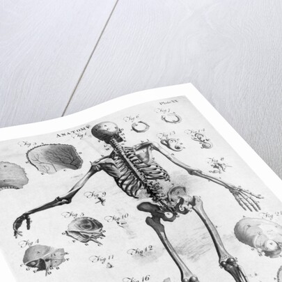 Anatomy:The Human Skeleton Frame by Anonymous