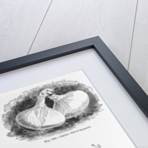 Eight Varieties Of Onion - 1800'S Woodcut by Anonymous