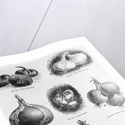 Eight Varieties Of Onion - 1800'S Woodcut by Anonymous