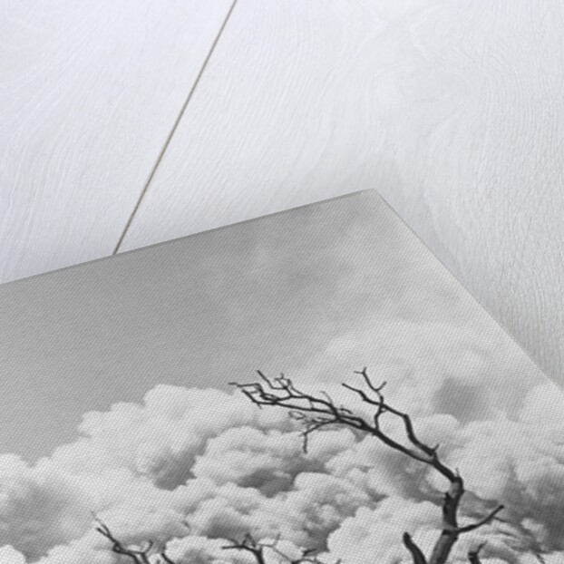 Tree Buried in Volcanic Ash, Costa Rica by Anonymous