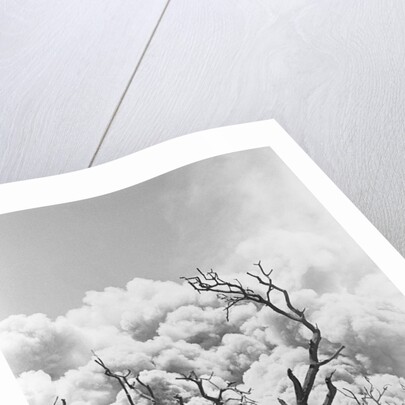 Tree Buried in Volcanic Ash, Costa Rica by Anonymous