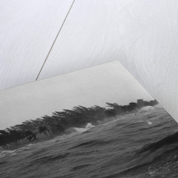 Rough Water and Blowing Palm Trees by Anonymous