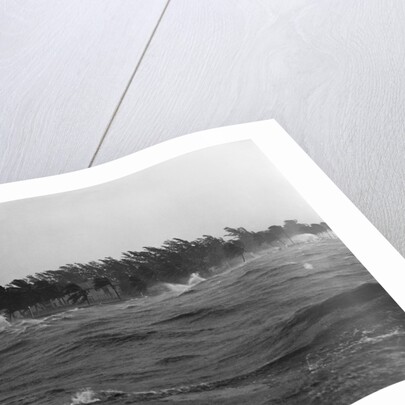 Rough Water and Blowing Palm Trees by Anonymous