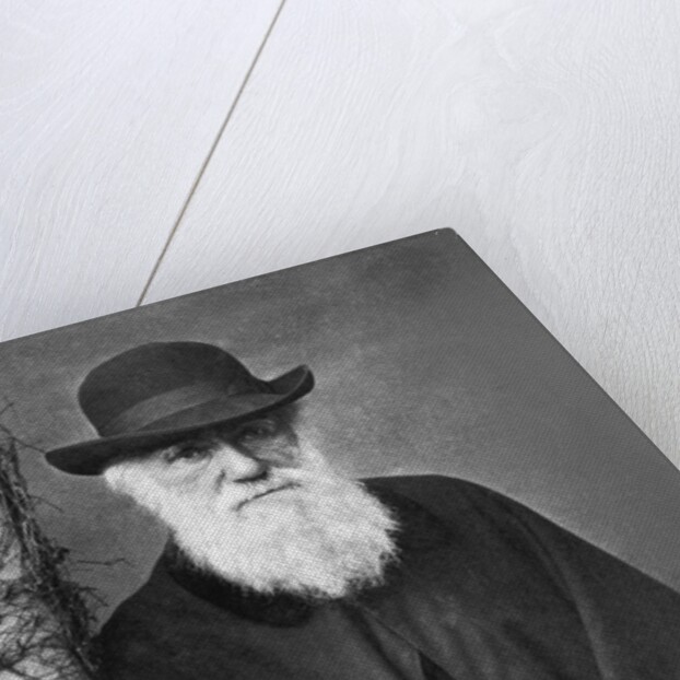 Charles Darwin by Anonymous