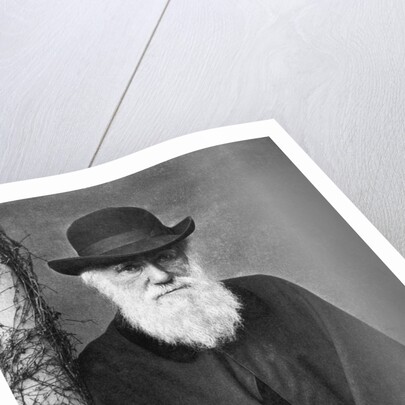 Charles Darwin by Anonymous