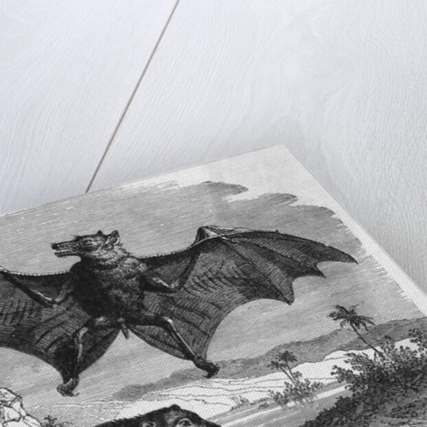 Illustration Flying and Resting Bat by Anonymous