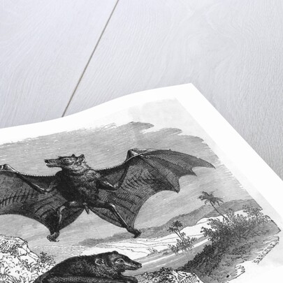 Illustration Flying and Resting Bat by Anonymous
