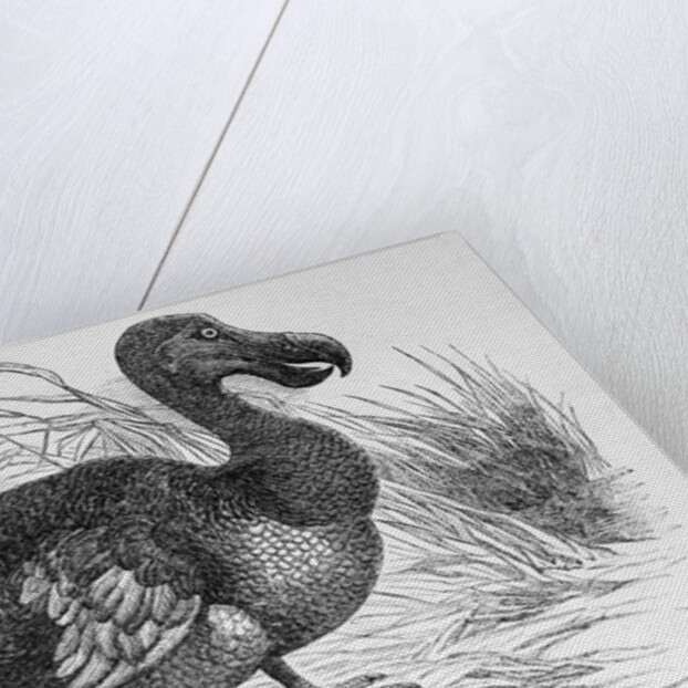 Engraving of a Dodo Bird by Anonymous