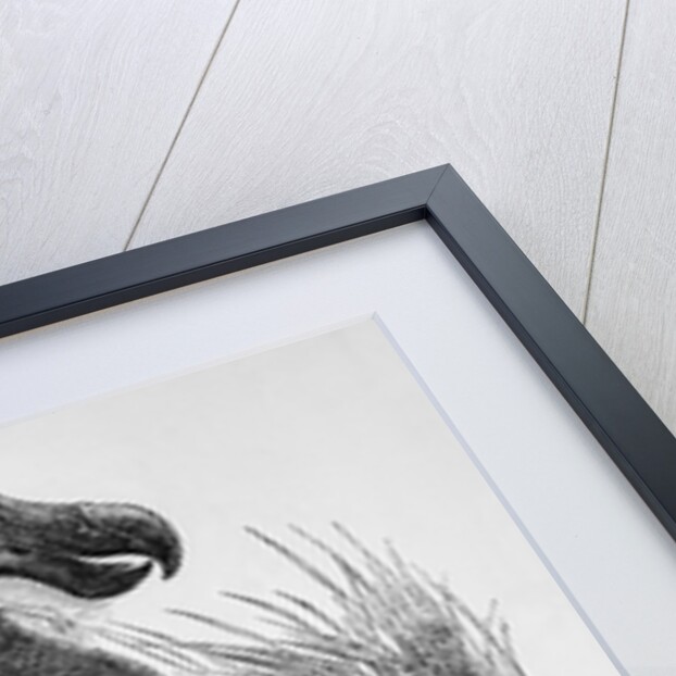 Engraving of a Dodo Bird by Anonymous