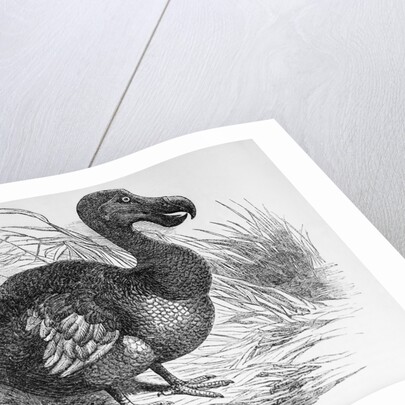 Engraving of a Dodo Bird by Anonymous