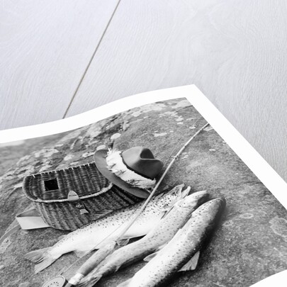 Catch of Trout by Anonymous