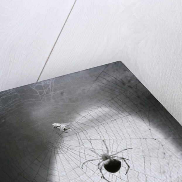 Close-Up Of A Fly & Spider In A Web by Anonymous