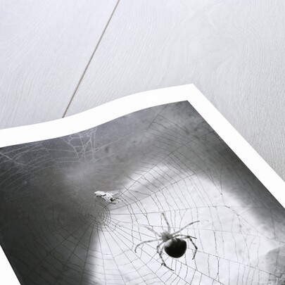 Close-Up Of A Fly & Spider In A Web by Anonymous