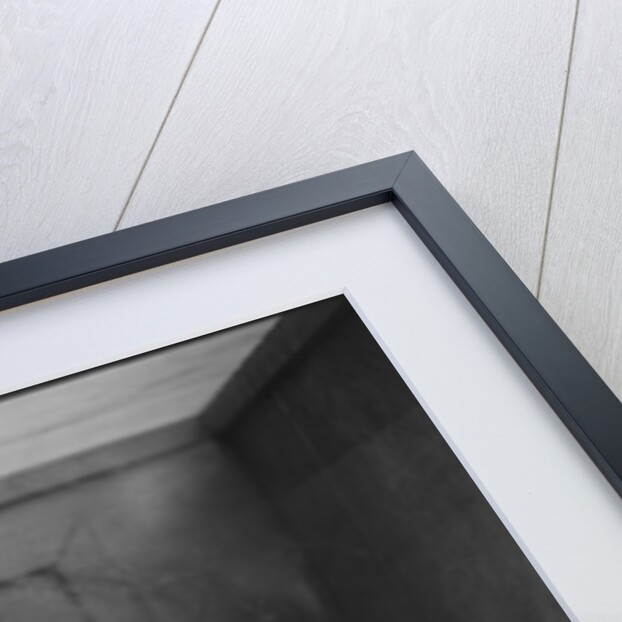 Carrier Pigeon Used in an Experiment by Anonymous