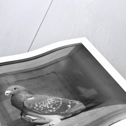 Carrier Pigeon Used in an Experiment by Anonymous