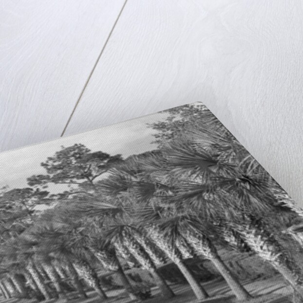 Couple Ride In Car/Tree-Lined Street by Anonymous