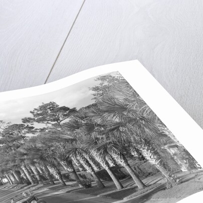 Couple Ride In Car/Tree-Lined Street by Anonymous