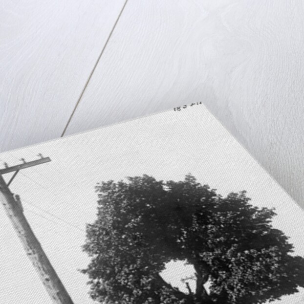 Hole In Tree Allows Telephone Wires Thru by Anonymous