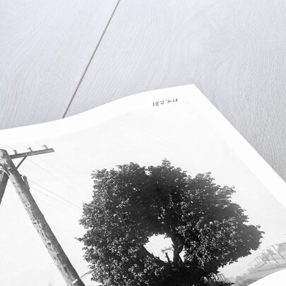 Hole In Tree Allows Telephone Wires Thru by Anonymous