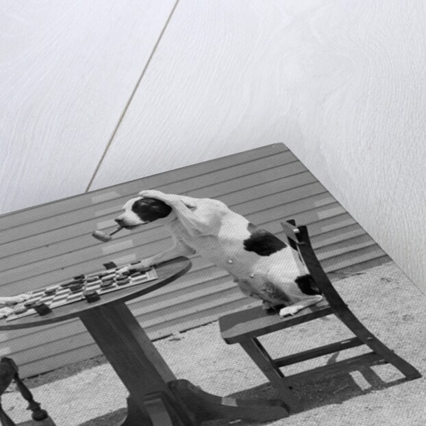 Dogs Playing Checkers/One Smokes Pipe by Anonymous