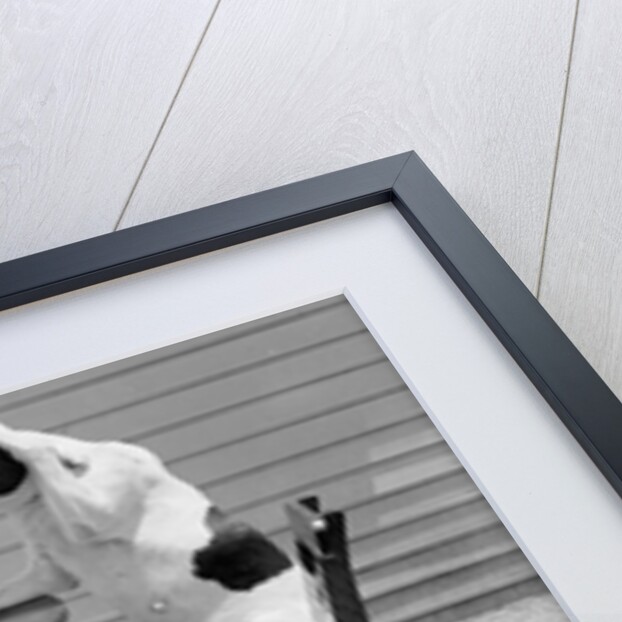 Dogs Playing Checkers/One Smokes Pipe by Anonymous