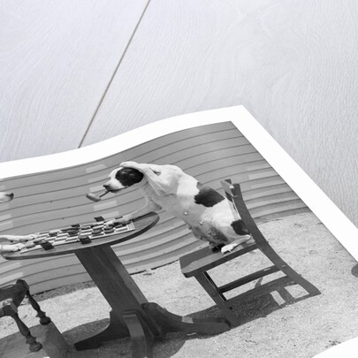 Dogs Playing Checkers/One Smokes Pipe by Anonymous