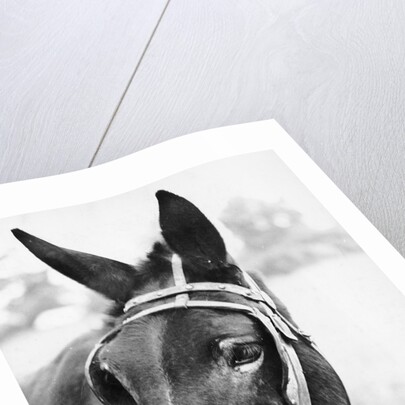 Mule's Head by Anonymous