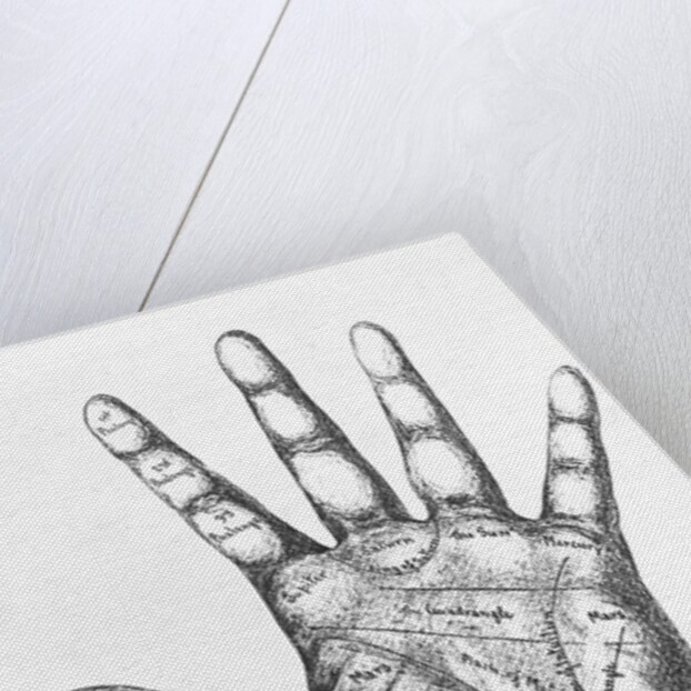 The Mounts Of The Hand/Palmistry/Drawing by Anonymous