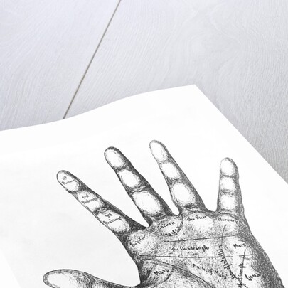 The Mounts Of The Hand/Palmistry/Drawing by Anonymous