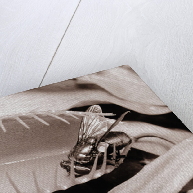 Fly in Leaf Blades of Venus Fly Trap by Anonymous