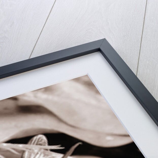 Fly in Leaf Blades of Venus Fly Trap by Anonymous