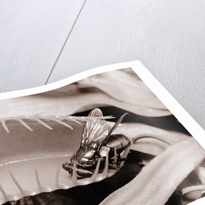 Fly in Leaf Blades of Venus Fly Trap by Anonymous