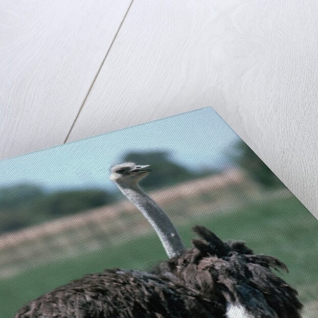 Ostrich Watches Over Its Chicks by Anonymous