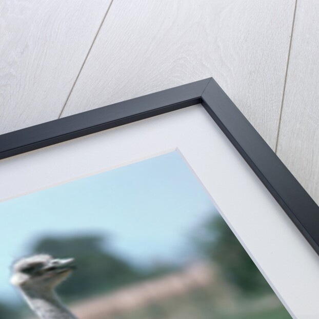 Ostrich Watches Over Its Chicks by Anonymous