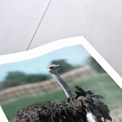Ostrich Watches Over Its Chicks by Anonymous