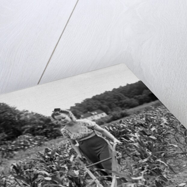 Woman Cultivating Corn Field by Anonymous