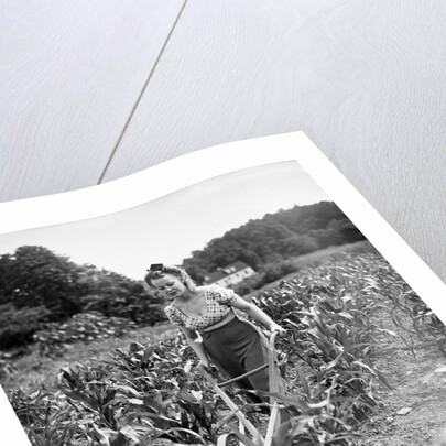 Woman Cultivating Corn Field by Anonymous