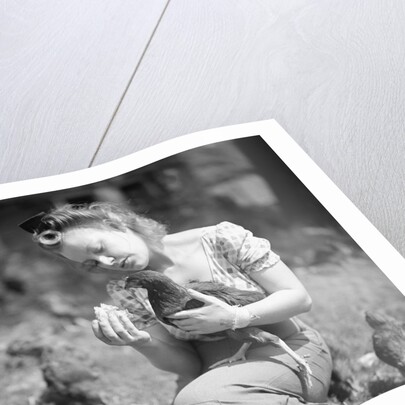 Woman Holds Chicken For Feeding by Anonymous