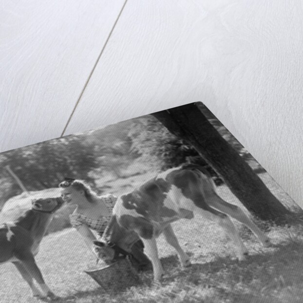 Woman Feeding Calves On Farm by Anonymous