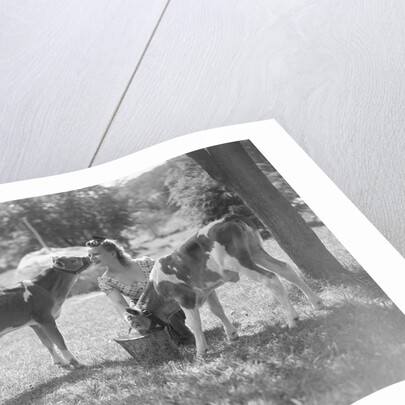 Woman Feeding Calves On Farm by Anonymous